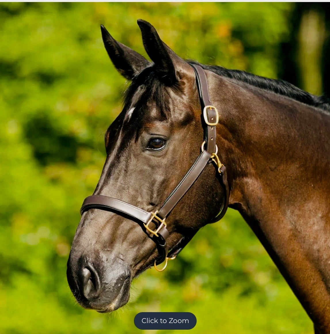 🐴 Premium Padded Leather Halter